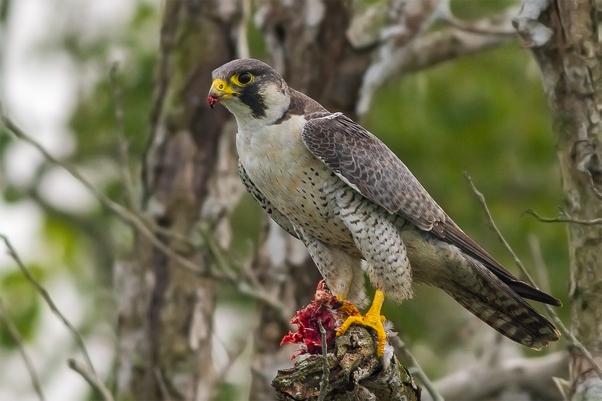 Сколько живет сокол. Сапсан птица. Сапса́н Falco peregrinus. Сокол Сапсан самка. Сапсан птица фото.